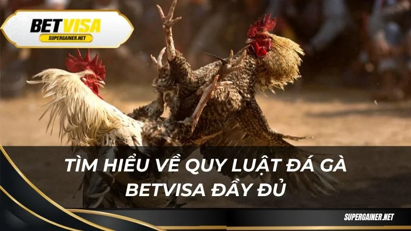 Đá gà Betvisa Tìm hiểu về quy luật đá gà Betvisa đầy đủ