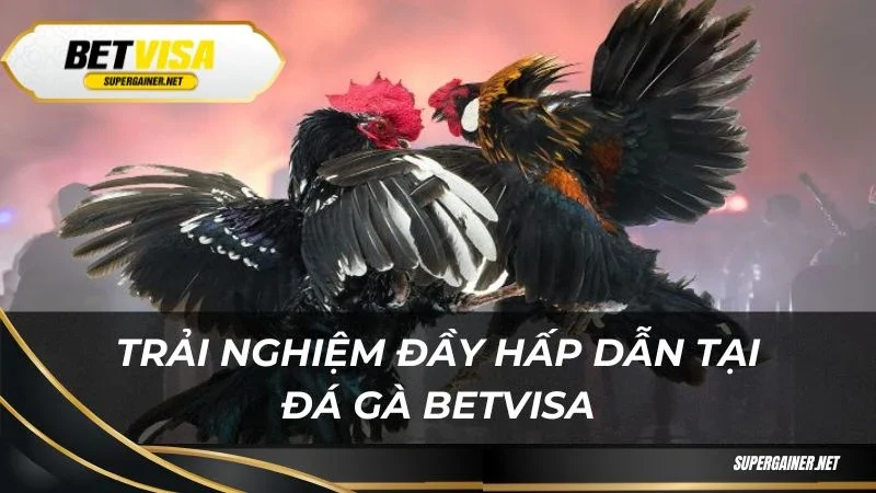 Đá gà Betvisa Trải nghiệm đầy hấp dẫn tại đá gà Betvisa